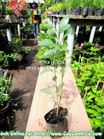 Cây Ắc Ó (Cao 30cm – Ms: 02453)
