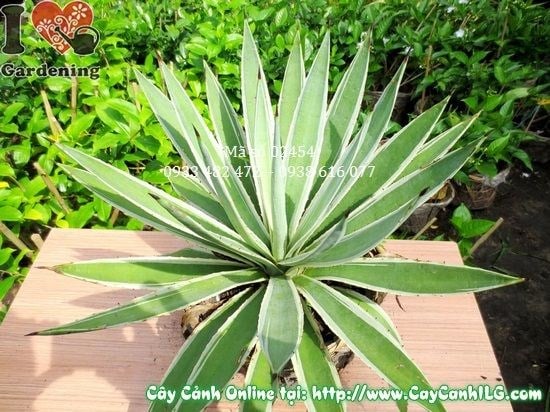 Cây Agao (Cao 40cm – Ms: 02454)