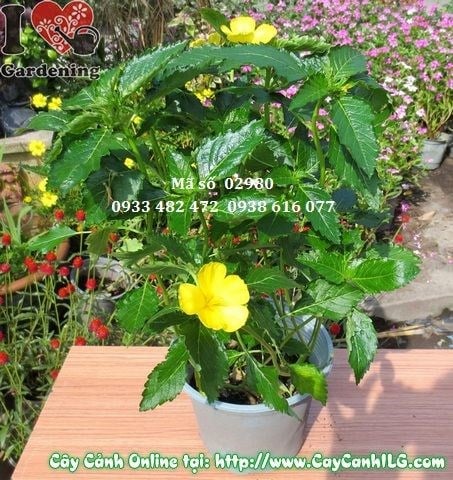 Cây Hoa Dừa Vàng (Cao 20cm – Ms: 02780)