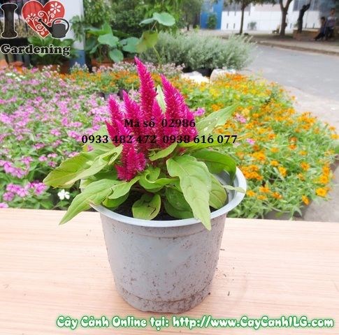 Cây Hoa Mào Gà Mỹ (Cao 15cm – Ms: 02986)