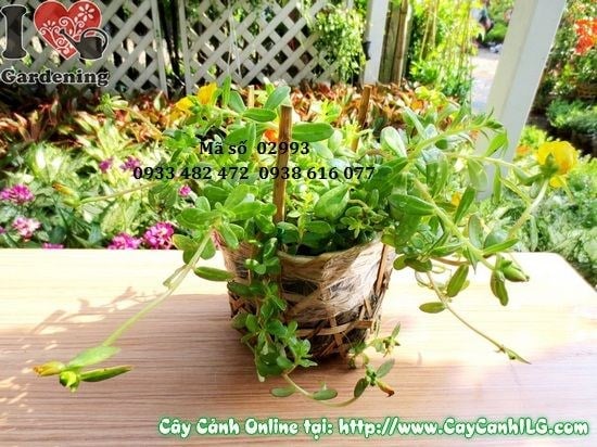 Cây Hoa Mười Giờ Sam (Cao 10cm – Ms: 02993)