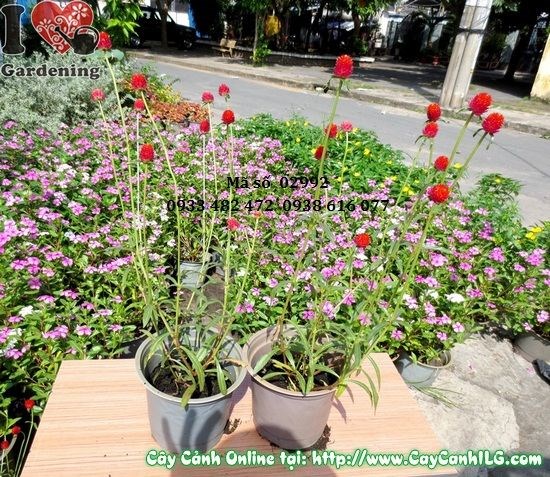 Cây Hoa Nở Ngày Đỏ (Cao 35cm – Ms: 02992)