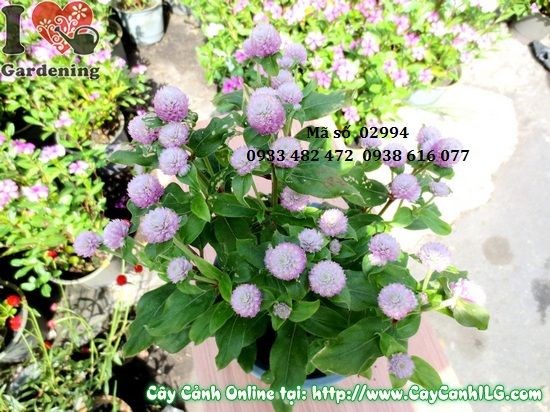 Cây Hoa Nở Ngày Hồng (Cao 25cm – Ms: 02994)