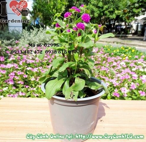 Cây Hoa Nở Ngày Tím (Cao 20cm – Ms: 02995)