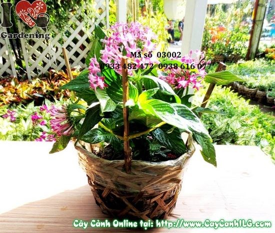 Cây Hoa Viễn Châu Hồng (Cao 20cm – Ms: 03002)