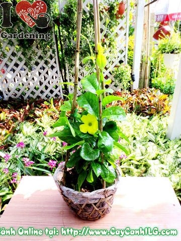 Cây Huỳnh Đệ (Cao 40cm – Ms: 03042)