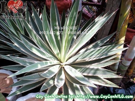 Cây Agao (Cao 55cm – Ms: 02455)
