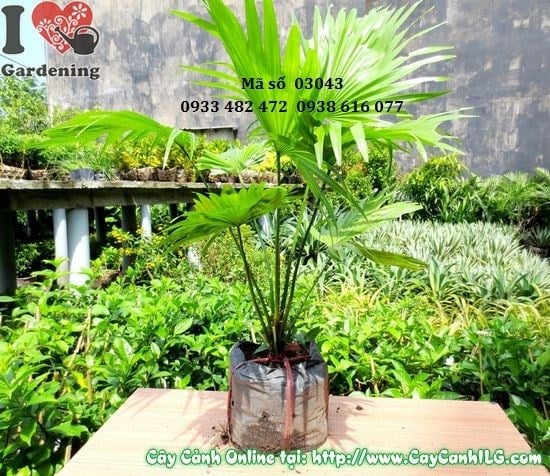 Cây Kè Ta (Cao 50cm – Ms: 03043)