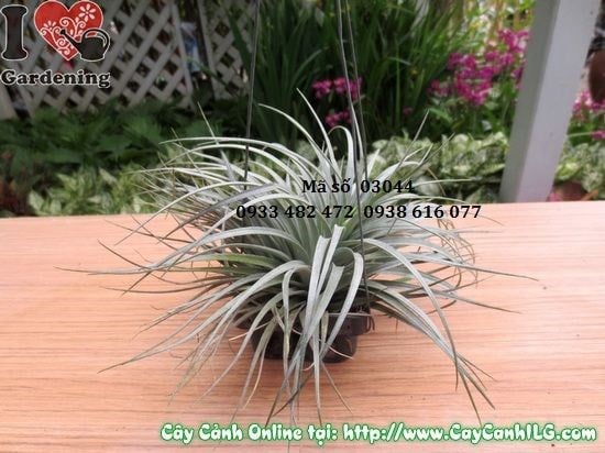 Cây Không Khí Ánh Hồng (Cao 12cm – Ms: 03044)
