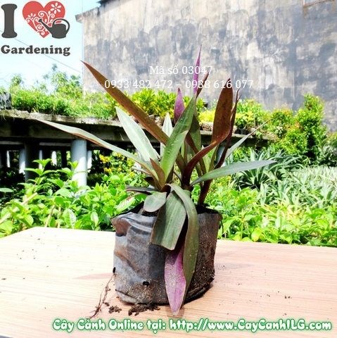 Cây Lẻ Bạn (Cao 15cm – Ms: 03047)