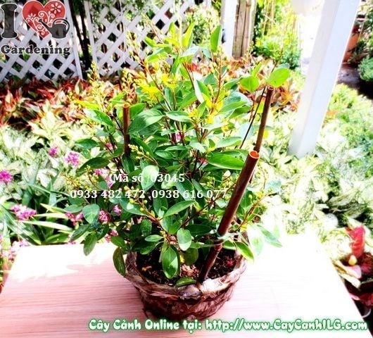 Cây Kim Đồng (Cao 30cm – Ms: 03045)