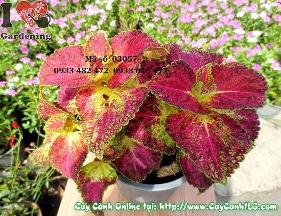 Cây Lá Gấm Đỏ (Cao 25cm – Ms: 03057)