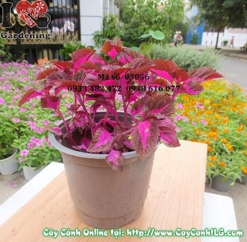 Cây Lá Gấm Tím (Cao 20cm – Ms: 03056)