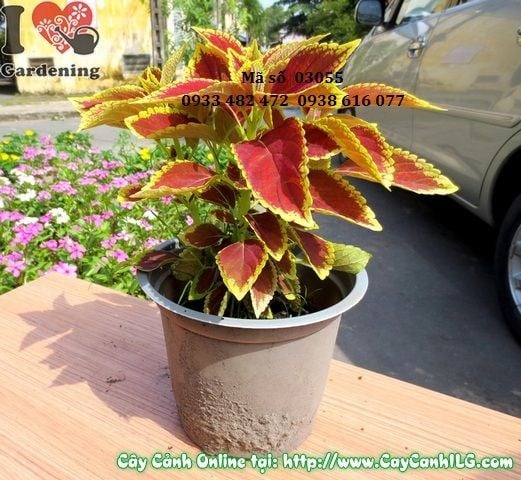 Cây Lá Gấm Vàng Đỏ (Cao 20cm – Ms: 03055)
