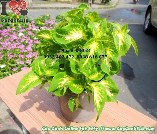 Cây Lá Gấm Xanh (Cao 25cm – Ms: 03058)