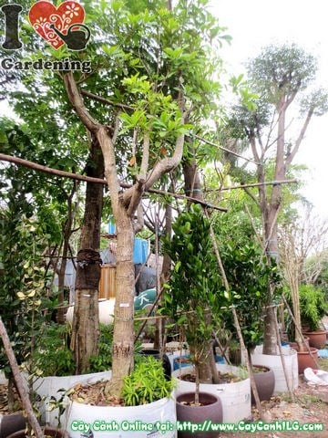 Cây Lộc Vừng (Cao 4m – Ms: 03972)