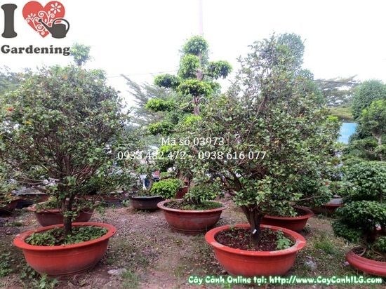 Cây Mai Tứ Quý (Cao 2m – Ms: 03973)
