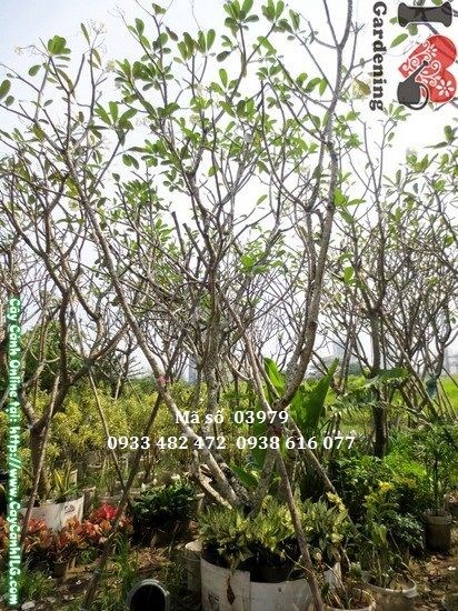 Cây Sứ Đại (Cao 4m – Ms: 03979)