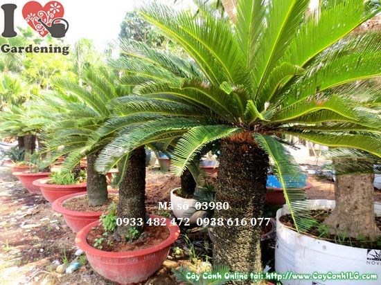 Cây Thiên Tuế (Cao 1,5m – Ms: 03980 )