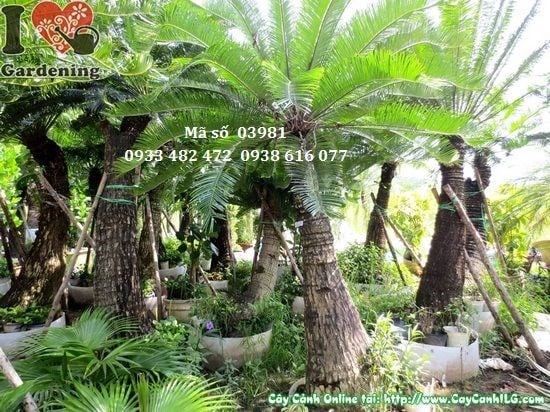 Cây Thiên Tuế (Cao 2,5m – MS: 03981)