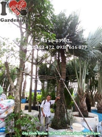 Cây Thiên Tuế (Cao 4m – Ms: 03982)