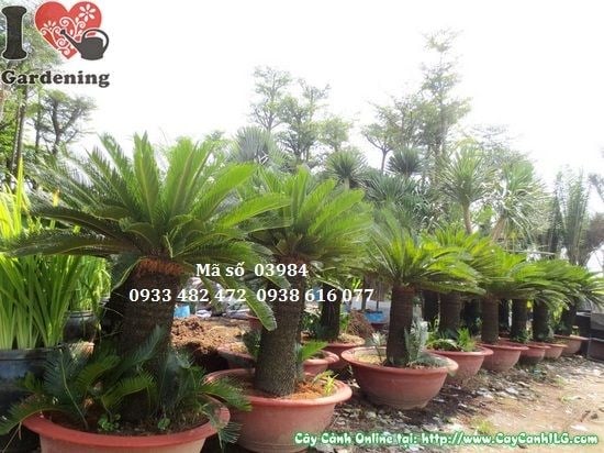 Cây Vạn Tuế (Cao 1m – Ms: 03984)
