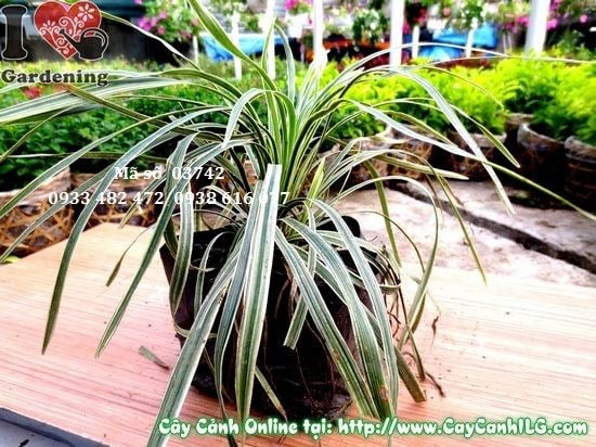 Cỏ Lan Chi Lá Dài (Cao 10cm – Ms: 03742)