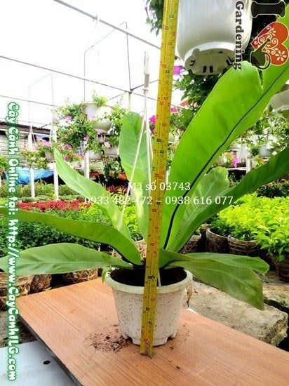 Cây Ổ Phụng (Cao 30cm – Ms: 03743)