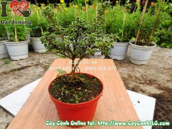 Cây Bạch Tuyết Mai (Cao 12cm – Ms: 03744)