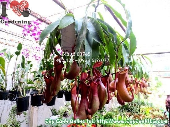 Cây Bắt Mồi (Cao 20cm – Ms: 03745)
