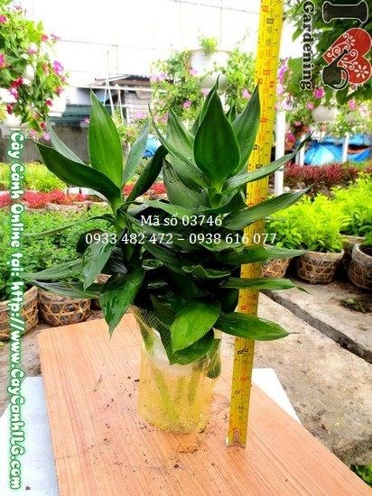 Cây Búp Sen (Cao 35cm – Ms: 03746)