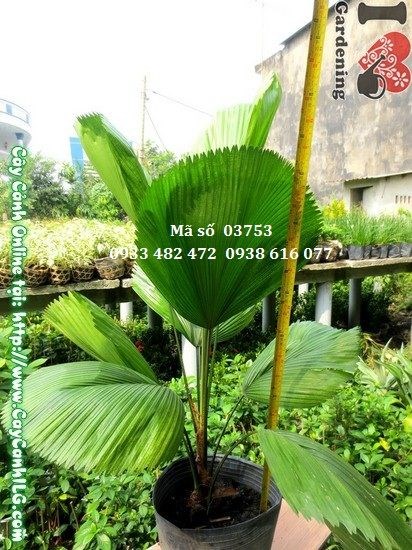 Cây Cọ Nhật (Cao 80cm – Ms: 03753)