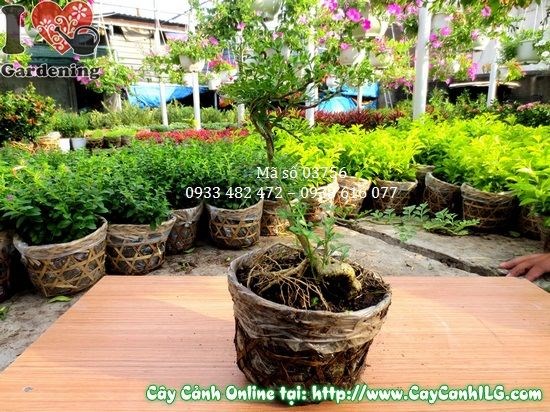 Cây Cần Thăng Mini (Cao 20 cm – Ms: 03756)