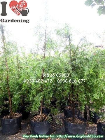 Cây Liễu Hoa Đỏ (Tràm Bông Đỏ) (Cao 1,4m – Ms: 05903)