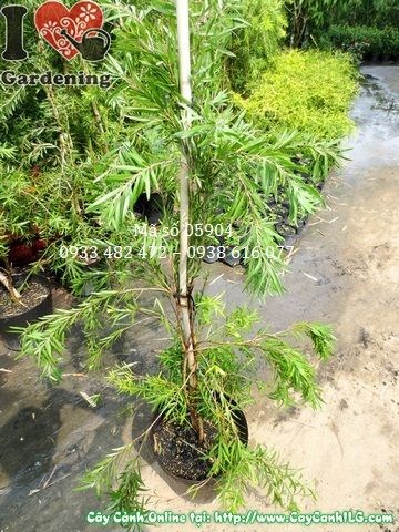 Cây Liễu Hoa Đỏ (Tràm Bông Đỏ) (Cao 1m – Ms: 05904)