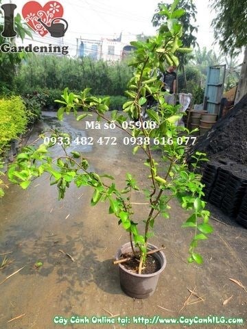 Cây Sơ Ri Giống (Cao 50cm – Ms: 05908)