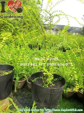 Cây Sơn Liễu (Cao 50cm – Ms: 05909)