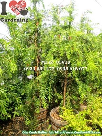 Cây Tràm Bông Đỏ (Liễu Rủ Hoa Đỏ) (Cao 1,8m – Ms: 05910)
