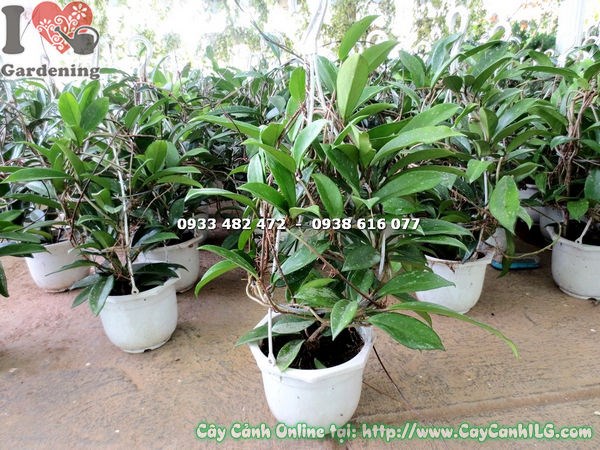 Cây Cẩm Cù Treo Chậu Lớn (Ms: 17235)