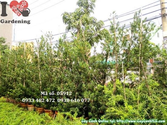 Cây Vạn Niên Tùng Tháp (Cao 3,5m – Ms: 05912)