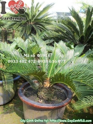 Cây Vạn Tuế (Cao 0,5m – Ms: 05914)