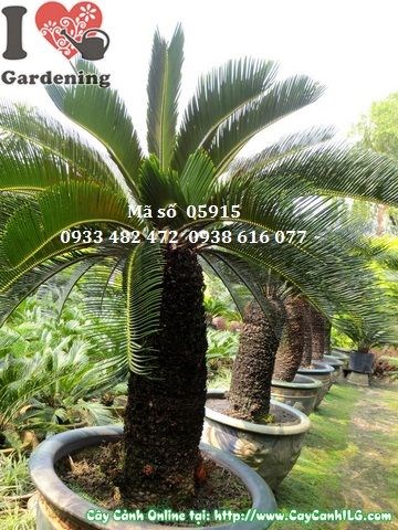 Cây Vạn Tuế (Cao 1,2m – Ms: 05915)