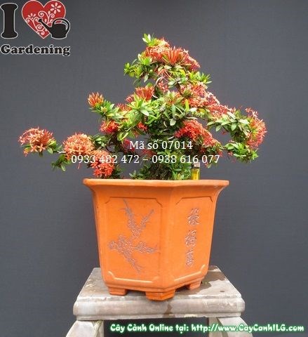 Cây Hoa Trang Đỏ Bonsai Đẹp (Cao 40cm, hoành 30cm, Ms: 07014)