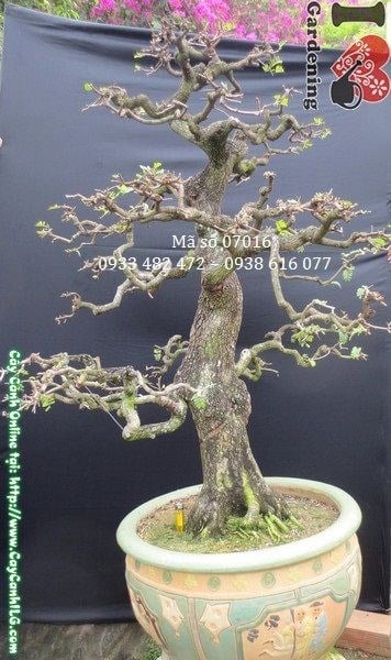 Cây Me Bonsai Già Dáng Trực (Cao 140cm, hoành 47cm, Ms: 07016)