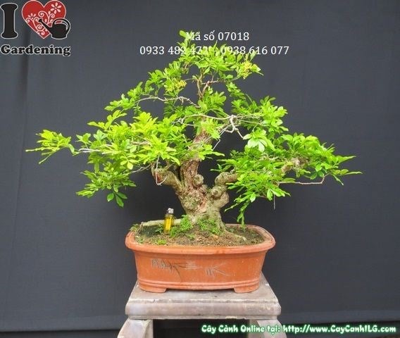 Cây Ngâu Bonsai Già (Cao 50cm, hoành 27cm, Ms: 07018)