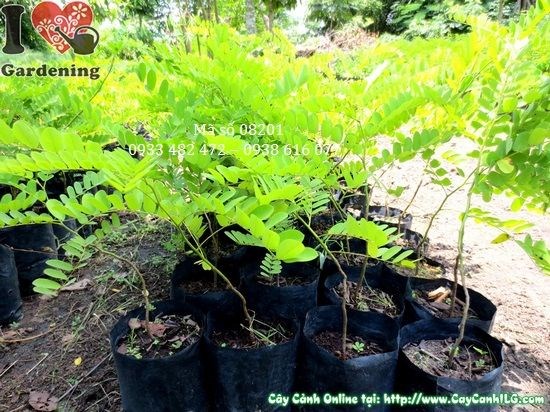 Cây Muồng Hoa Đào Giống Mới (Cao 50cm – Ms: 08201)