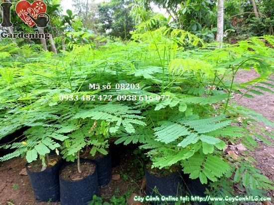 Cây Phượng Vĩ Giống (Cao 50cm – Ms: 08203)