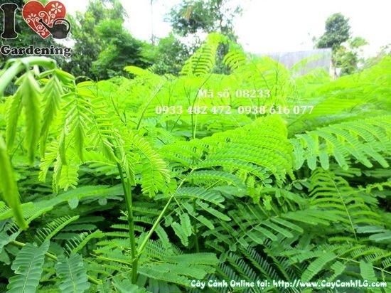Cây Phượng Vĩ Giống (Cao 1,4m – Ms: 08233)