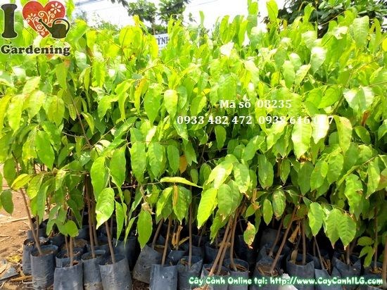 Cây Sao Đen Giống (Cao 1m – Ms: 08235)