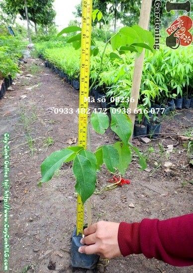 Cây Sao Đen Giống Cao (Cao 40cm – Ms: 08236)